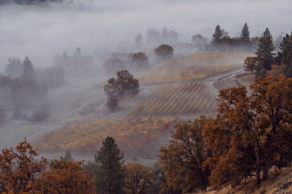Morning fog lying in a Southern Oregon valley with autumn trees emerging and gold light breaking at the ridgeline.